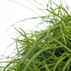 Korallenkaktus (Rhipsalis cassutha) D 10,5 H 15 cm Kleine Zimmerpflanzen|Für Schatten