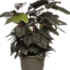 Outlet Korbmarante (Calathea sanderiana 'Ornata') D 24 H 80 cm Luftreinigende Pflanzen|Grünpflanzen