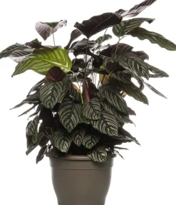 Outlet Korbmarante (Calathea sanderiana 'Ornata') D 24 H 80 cm Luftreinigende Pflanzen|Grünpflanzen