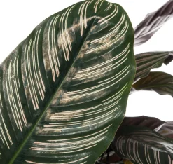 Outlet Korbmarante (Calathea sanderiana 'Ornata') D 24 H 80 cm Luftreinigende Pflanzen|Grünpflanzen