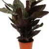 Discount Korbmarante (Calathea sanderiana 'Ornata') D 19 H 80 cm Luftreinigende Pflanzen|Grünpflanzen