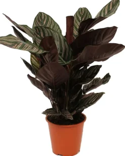 Discount Korbmarante (Calathea sanderiana 'Ornata') D 19 H 80 cm Luftreinigende Pflanzen|Grünpflanzen