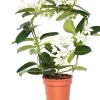 Kranzschlinge (Stephanotis floribunda) D 12 cm H 45 cm Blühende Zimmerpflanzen
