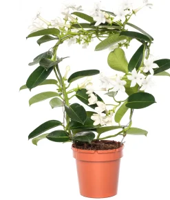 Kranzschlinge (Stephanotis floribunda) D 12 cm H 45 cm Blühende Zimmerpflanzen