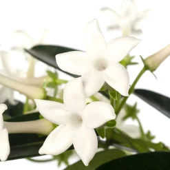 Kranzschlinge (Stephanotis floribunda) D 12 cm H 45 cm Blühende Zimmerpflanzen