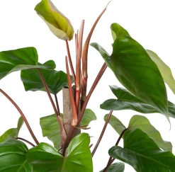 Hot Kratiste nachhaltige Kletterstange D 4 H 50 cm Rankhilfen|Pflanzenstützen