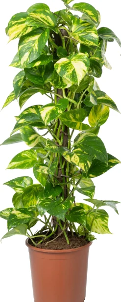 Clearance Kratiste nachhaltige Kletterstange D 6 H 120 cm Rankhilfen|Pflanzenstützen