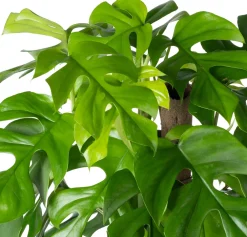 Clearance Kratiste nachhaltige Kletterstange D 6 H 120 cm Rankhilfen|Pflanzenstützen