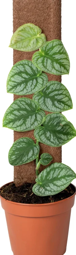 New Kratiste nachhaltiges Kletterbrett 45 x 8 x 4 cm Rankhilfen|Pflanzenstützen