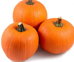 Best Kürbis (Cucurbita 'Halloween') D 15 cm Pflanzen Für Schatten|Einjährige Pflanzen