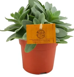 New Kreuzkraut (Senecio cephalophorus) D 10,5 H 15 cm Kleine Zimmerpflanzen|Für Sonne