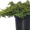 Kriechender Wacholder (Juniperus procumbens 'Nana') D 17 H 20 cm Immergrüne Pflanzen|Winterharte Pflanzen