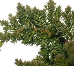 Kriechender Wacholder (Juniperus procumbens 'Nana') D 17 H 20 cm Immergrüne Pflanzen|Winterharte Pflanzen