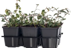 Best Kriechmispel (Cotoneaster Dammeri) Blühende Pflanzen|Immergrüne Pflanzen