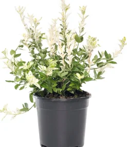 Best Kriechspindel (Euonymus fortunei 'Harlequin') D 17 cm Immergrüne Pflanzen|Spindelstrauch