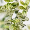 New Kriechspindel (Euonymus fortunei 'Silverstone') Immergrüne Pflanzen|Spindelstrauch