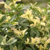 Online Kriechspindel (Euonymus fortunei 'Harlequin') Immergrüne Pflanzen|Spindelstrauch