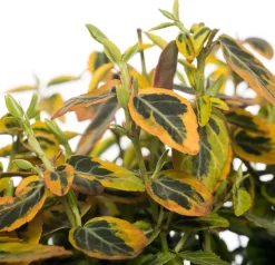Hot Kriechspindel (Euonymus Fortunei Emerald 'N Gold) D 9 cm Immergrüne Pflanzen|Spindelstrauch