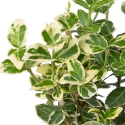 Sale Kriechspindel (Euonymus Fortunei Emerald Gaiety) Immergrüne Pflanzen|Spindelstrauch