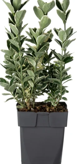 Hot Kriechspindel (Euonymus japonicus 'Kathy') D 17 H 45 cm Immergrüne Pflanzen|Winterharte Pflanzen