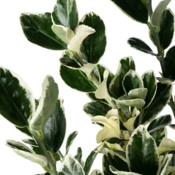 Hot Kriechspindel (Euonymus japonicus 'Kathy') D 17 H 45 cm Immergrüne Pflanzen|Winterharte Pflanzen