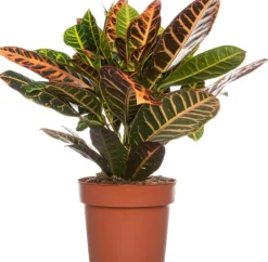 Clearance Kroton (Codiaeum variegatum 'Petra') D 19 cm H 65 cm Grünpflanzen|Kroton