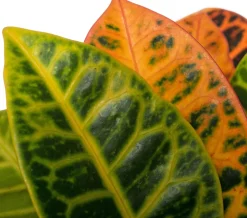 Clearance Kroton (Codiaeum variegatum 'Petra') D 19 cm H 65 cm Grünpflanzen|Kroton