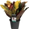 Hot Kroton (Codiaeum variegatum 'Petra') D 12 H 30 cm Grünpflanzen|Kroton