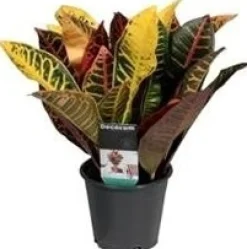 Hot Kroton (Codiaeum variegatum 'Petra') D 12 H 30 cm Grünpflanzen|Kroton