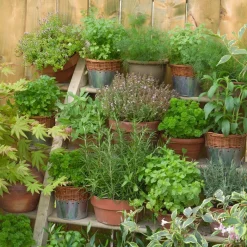 Kräuter Mix 6 Pflanzen Obst, Gemüse & Kräuter|Kräuterpflanzen