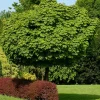 Hot Kugelahorn (Acer platanoides 'Globosum') D 33 H 210 cm Ahorn