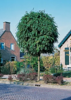 Outlet Kugelakazie (Robinia Pseudoacacia 'Umbraculifera') Pflanzen Für Schatten