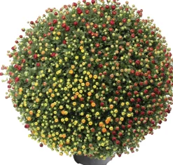 Kugel-Chrysantheme (Chrysanthemum 'Carnaval') D 19 H 45 cm Blühende Pflanzen|Einjährige Pflanzen