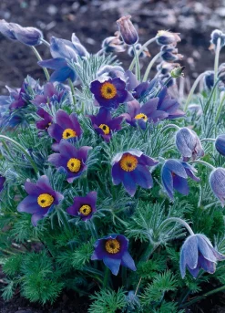 Outlet Kuhschelle (Pulsatilla vulgaris) D 9 H 5 cm Mehrjährige Pflanzen