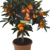 Hot Kumquat (Citrus sinensis 'Kumquat') D 20 H 80 cm Blühende Pflanzen|Obstbäume & -Sträucher