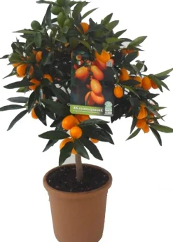 Hot Kumquat (Citrus sinensis 'Kumquat') D 20 H 80 cm Blühende Pflanzen|Obstbäume & -Sträucher