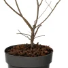 Sale Kupfer-Felsenbirne (Amelanchier lamarckii) D 19 H 30 cm Blühende Pflanzen|Winterharte Pflanzen