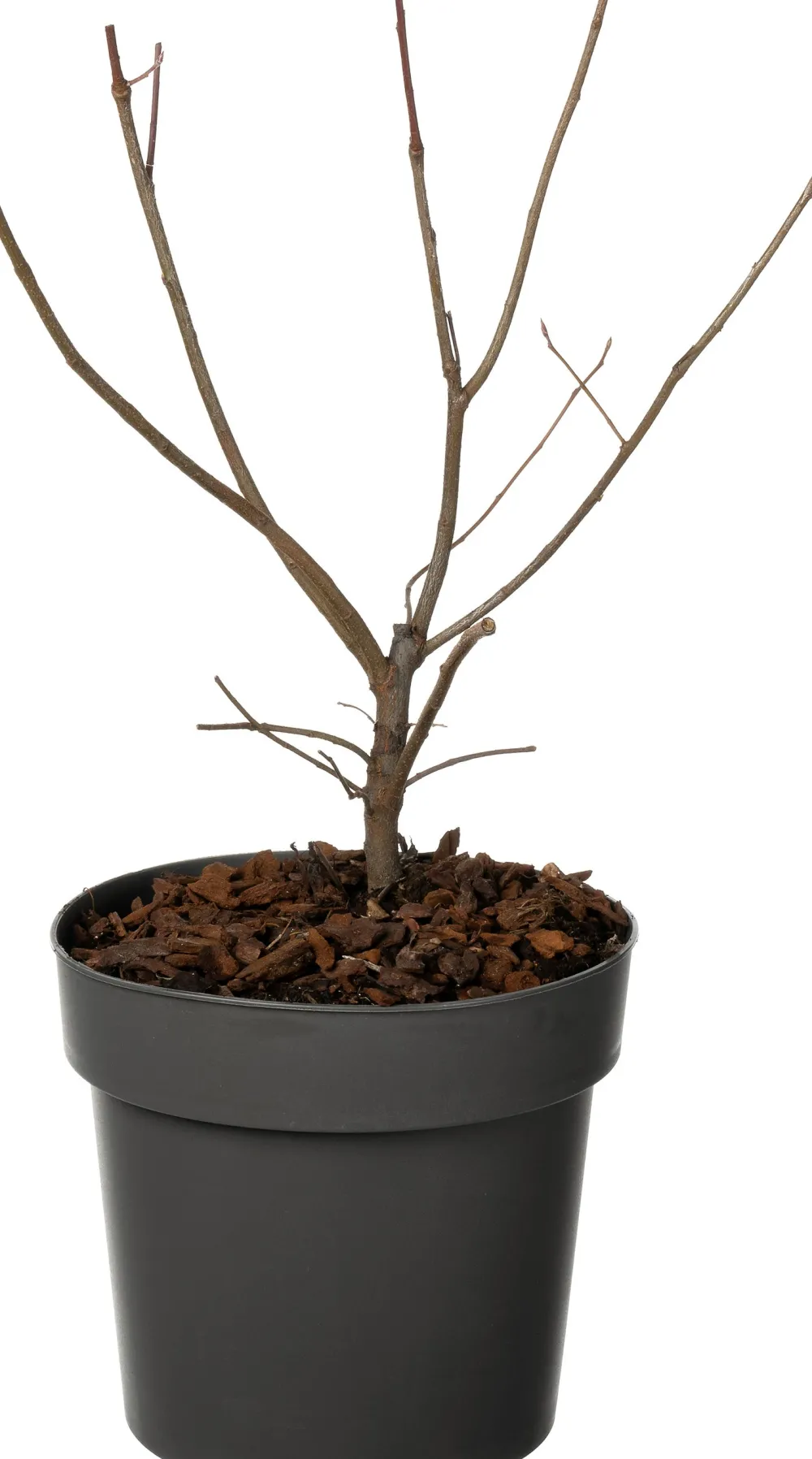 Sale Kupfer-Felsenbirne (Amelanchier lamarckii) D 19 H 30 cm Blühende Pflanzen|Winterharte Pflanzen