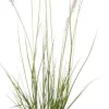 Sale Lampenputzergras (Pennisetum alopecuroides 'Hameln') D 17 H 40 cm Winterharte Pflanzen|Bodendecker