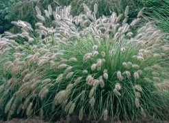 Sale Lampenputzergras (Pennisetum alopecuroides 'Hameln') D 17 H 40 cm Winterharte Pflanzen|Bodendecker