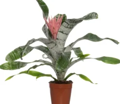 Sale Lanzenrosette (Aechmea 'Primera') D 15 cm H 60 cm Blühende Zimmerpflanzen|Bromelien