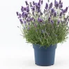 Online Lavendel (Lavandula angustifolia 'Felice Premium Provence') D 19 H 45 cm Immergrüne Pflanzen|Mehrjährige Pflanzen