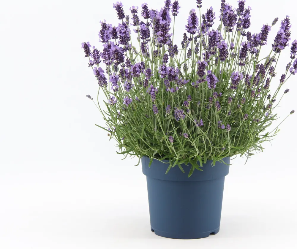 Online Lavendel (Lavandula angustifolia 'Felice Premium Provence') D 19 H 45 cm Immergrüne Pflanzen|Mehrjährige Pflanzen