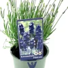 Hot Lavendel (Lavandula angustifolia 'Hidcote') D 13 H 15 cm Blühende Pflanzen|Immergrüne Pflanzen