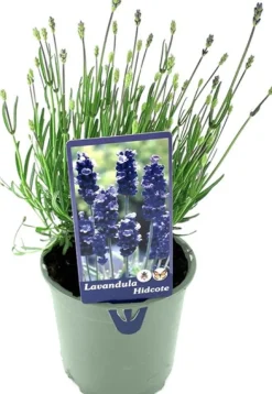 Hot Lavendel (Lavandula angustifolia 'Hidcote') D 13 H 15 cm Blühende Pflanzen|Immergrüne Pflanzen