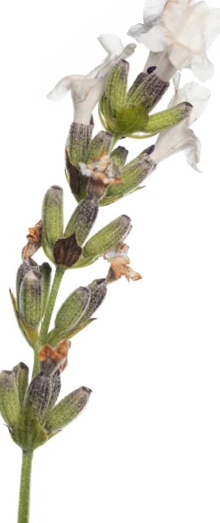 New Lavendel (Lavandula Angustifolia 'Edelweiss') Blühende Pflanzen|Immergrüne Pflanzen