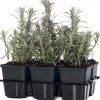 Best Lavendel (Lavandula angustifolia) D 9 H 10 cm 6 Pflanzen Immergrüne Pflanzen|Mehrjährige Pflanzen