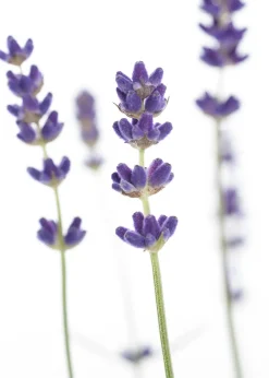 Best Lavendel (Lavandula angustifolia) D 9 H 10 cm 6 Pflanzen Immergrüne Pflanzen|Mehrjährige Pflanzen