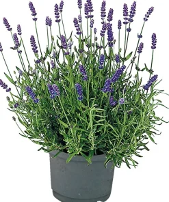 Clearance Lavendel (Lavendula angustifolia 'Hidcote') D 13 H 20 cm Blühende Pflanzen|Immergrüne Pflanzen