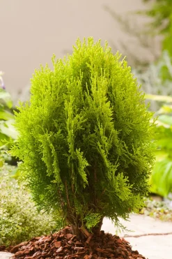 New Lebensbaum (Platycladus orientalis Aurea Nana) Lebensbaum